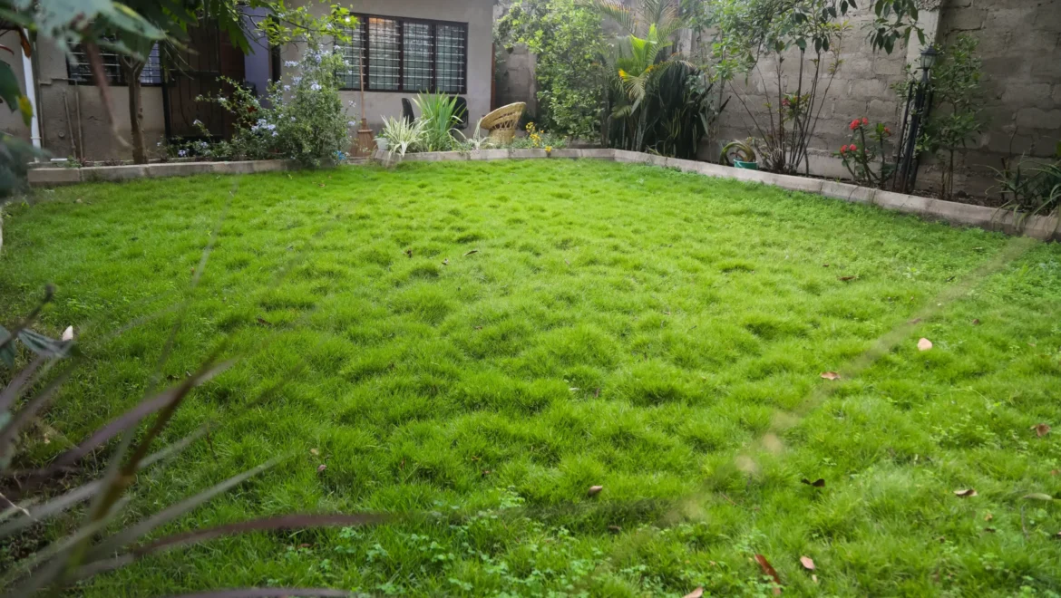 Nestova Hostel Garden back